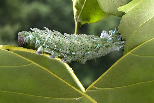 Indonesia-Bali Atlas moth caterpillar eating leaf